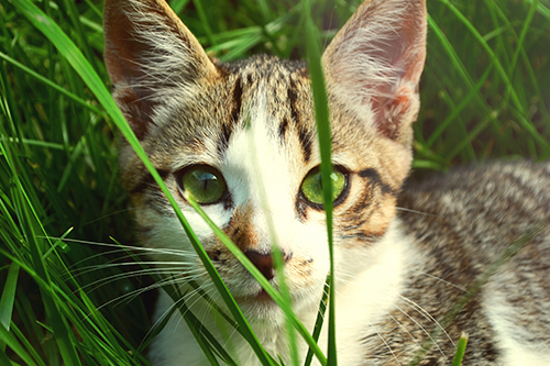 cat